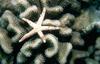 Starfish (Sea Star)