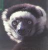 Sifaka face