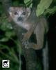 Crowned Lemur