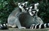 Ring-tailed Lemur