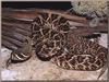 Eastern Diamondback Rattlesnake