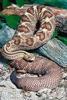 Tropical Rattlesnake