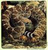 Arkansas Wildlife Summer 1998 - Western Diamondback Rattler