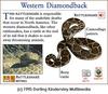 Western Diamondback Rattler