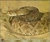 Western Diamondback Rattler