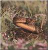 Western Diamondback Rattler