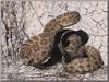 Western Rattler  (Crotalus viridis)