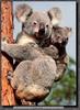 Koalas