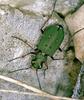 Green Tiger beetle (Cicindela campestris)
