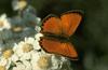 Copper butterfly