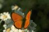 Copper butterfly