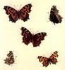 Comma butterfly