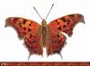 Comma butterfly