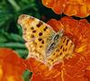 Common Comma butterfly