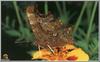 Common Comma butterfly