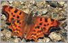 Common Comma butterfly