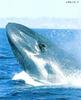 Blue Whale (Balaenoptera musculus)