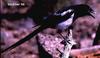 Black-billed Magpie