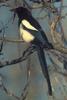 Black-billed Magpie