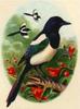 [Bird Painting] Black-billed Magpie