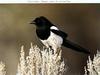 Black-billed Magpie