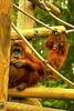 Orangutan - San Diego Zoo