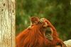 Orangutan - San Diego Zoo