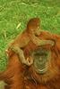 Orangutans - San Diego Zoo