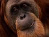 Orangutans - face