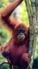 Orangutan