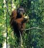 Orangutan