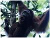 Orangutan