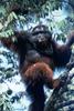 Orangutan