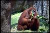 Orangutan