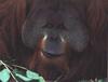 Orangutan