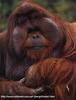 Orangutan