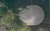 Horseshoe Crab  : dorsal view