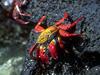 Sally Lightfoot Crab