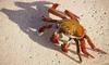 Sally Lightfoot Crab