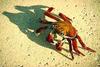 Sally Lightfoot Crab