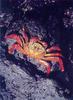 Sally Lightfoot Crab