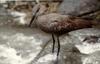 Hammerkop