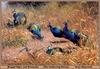 [Animal Art] Blue Indian Peafowls (Pavo cristatus) - painting by Joan Sharrock