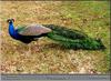 Blue Indian Peafowl - Peacock  in Jackson Zoo