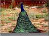Blue Indian Peafowl - Peacock