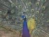 Blue Indian Peafowl - Peacock - Pavo cristatus