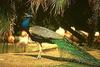 Blue Indian Peafowl - Peacock  in San Diego Zoo