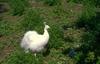 White Peafowl - Indian peafowl (Pavo cristatus)