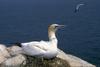 Northern Gannet