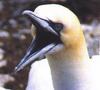 Gannet